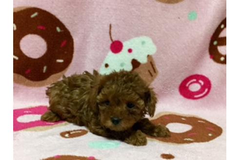 成約済の福岡県のトイプードル-11664の1枚目